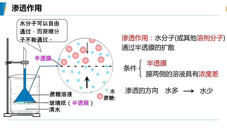 4.1 被动运输(第一课时)教学课件-2023-2024学年高一生物同步备课系列(人教版2019必修1)(人教版2019)第5页