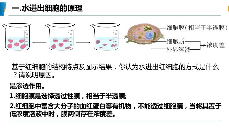 4.1 被动运输(第一课时)教学课件-2023-2024学年高一生物同步备课系列(人教版2019必修1)(人教版2019)第8页