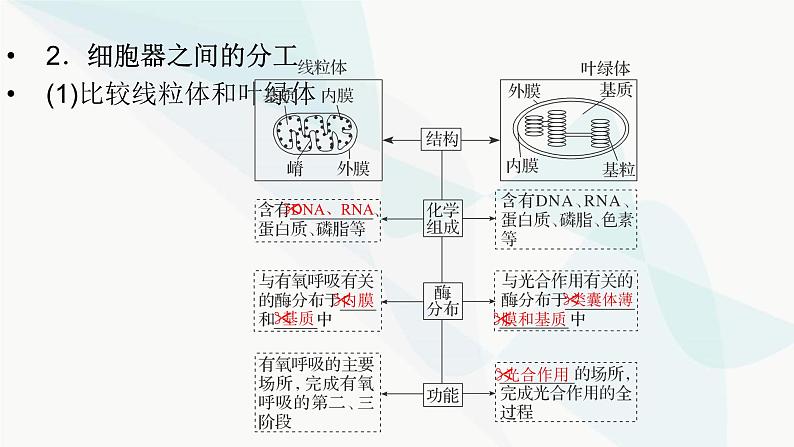 2024届人教版高考生物一轮复习细胞器之间的分工合作课件(多项)第4页