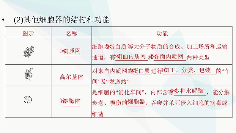 2024届人教版高考生物一轮复习细胞器之间的分工合作课件(多项)第5页