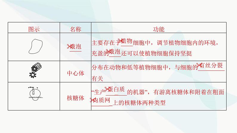 2024届人教版高考生物一轮复习细胞器之间的分工合作课件(多项)第6页