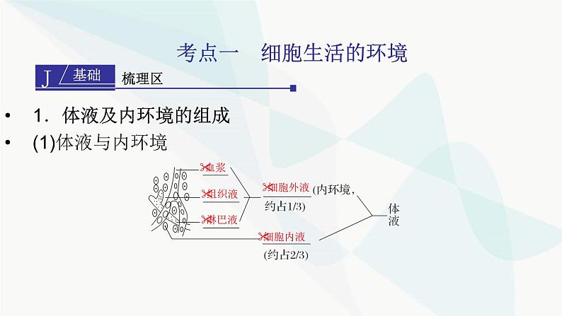 2024届人教版高考生物一轮复习人体的内环境与稳态课件(多项)第4页