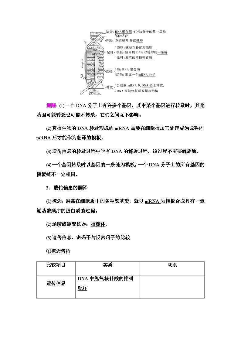 2024届人教版高中生物一轮复习基因的表达学案03