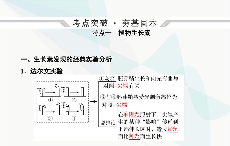 2024届人教版高考生物一轮复习植物生命活动的调节课件(单选版)第4页