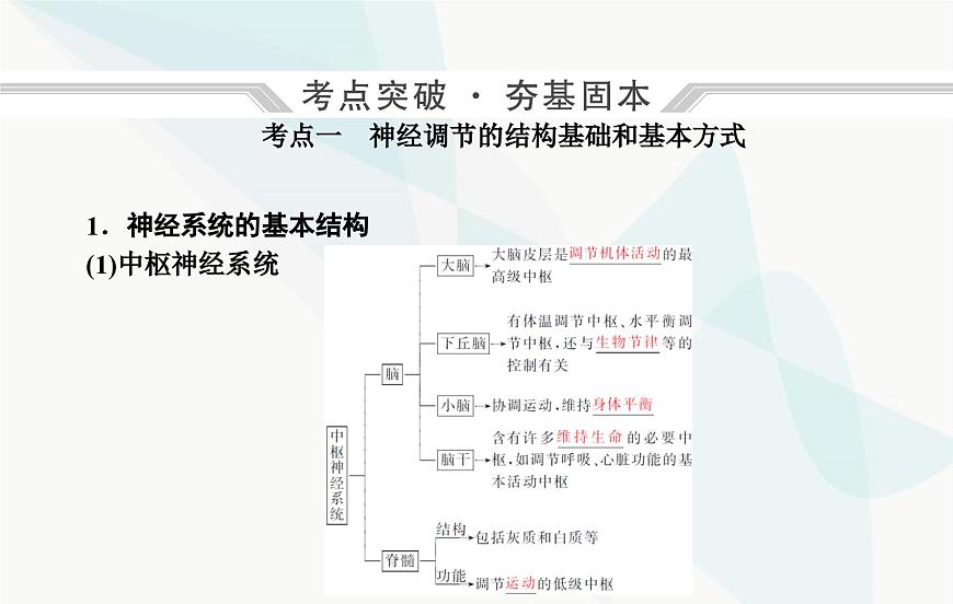 2024屆人教版高考生物一輪復習神經(jīng)調節(jié)課件(單選版)第4頁