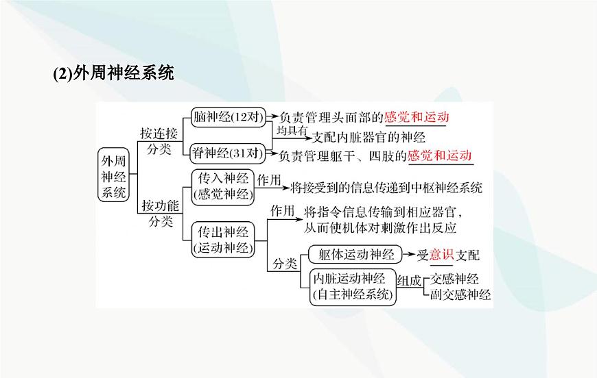 2024屆人教版高考生物一輪復習神經(jīng)調節(jié)課件(單選版)第5頁