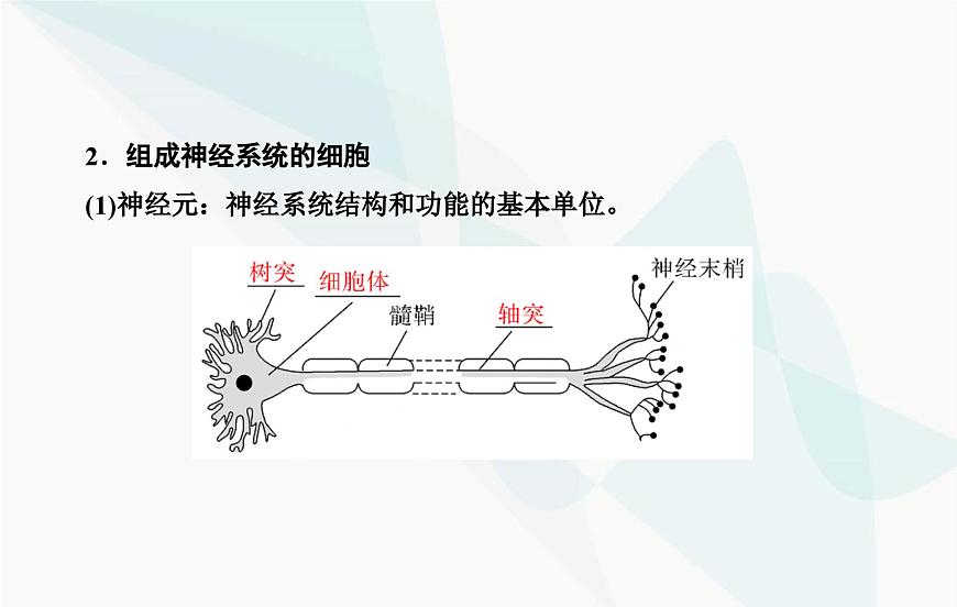 2024屆人教版高考生物一輪復習神經(jīng)調節(jié)課件(單選版)第7頁
