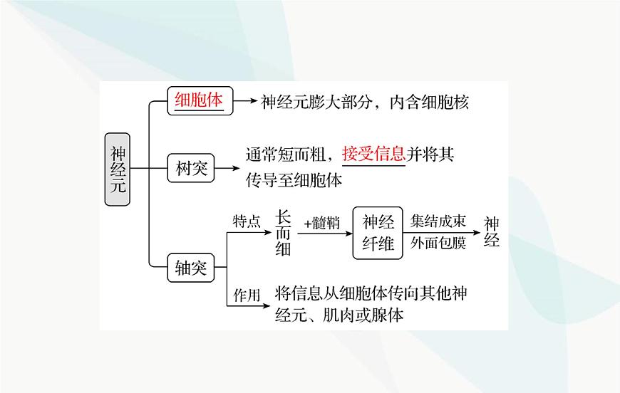 2024屆人教版高考生物一輪復習神經(jīng)調節(jié)課件(單選版)第8頁