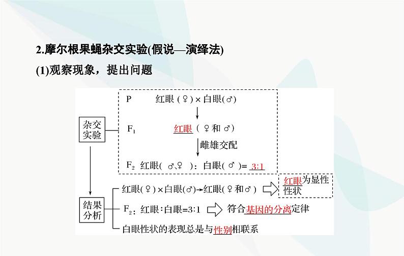 2024届人教版高考生物一轮复习伴性遗传和人类遗传病课件(单选版)第6页