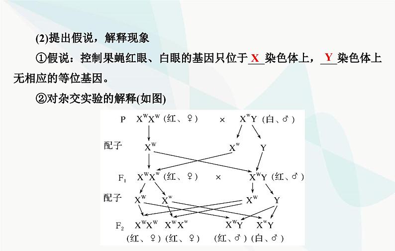 2024届人教版高考生物一轮复习伴性遗传和人类遗传病课件(单选版)第7页
