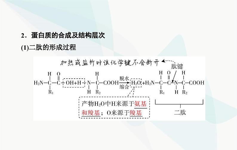 2024届人教版高考生物一轮复习蛋白质和核酸课件(单选版)05
