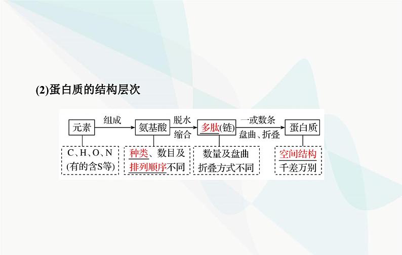 2024届人教版高考生物一轮复习蛋白质和核酸课件(单选版)07