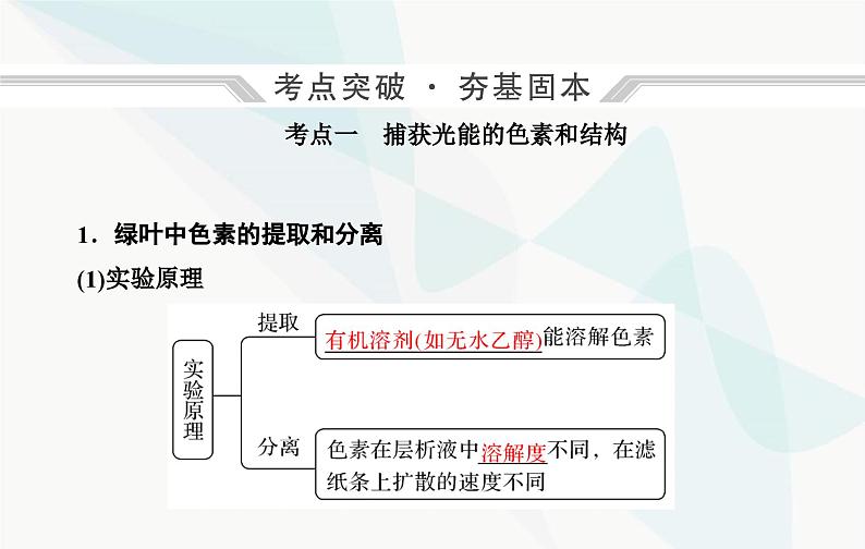 2024届人教版高考生物一轮复习光合作用和能量转化课件(单选版)04
