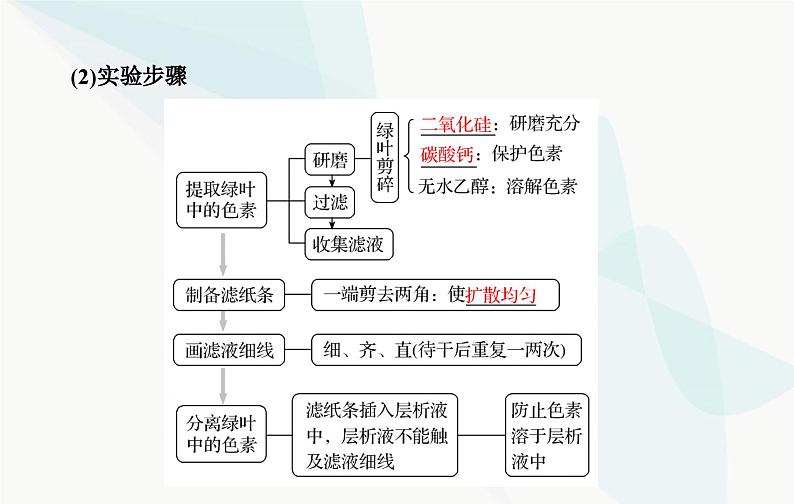 2024届人教版高考生物一轮复习光合作用和能量转化课件(单选版)05