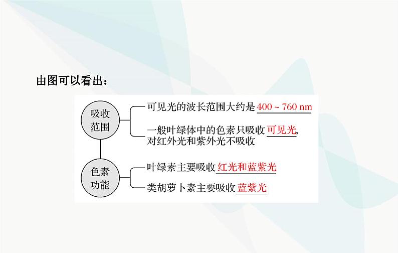 2024届人教版高考生物一轮复习光合作用和能量转化课件(单选版)08