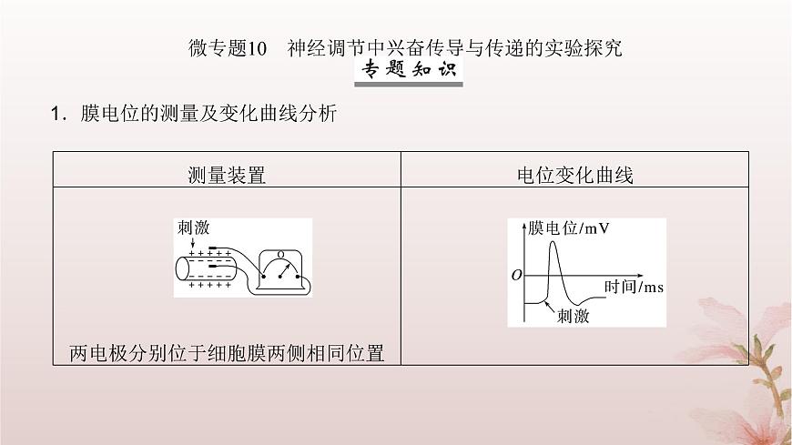 2024屆高考生物一輪總復(fù)習(xí)第八單元穩(wěn)態(tài)與調(diào)節(jié)微專題10神經(jīng)調(diào)節(jié)中興奮傳導(dǎo)與傳遞的實(shí)驗(yàn)探究課件第2頁(yè)
