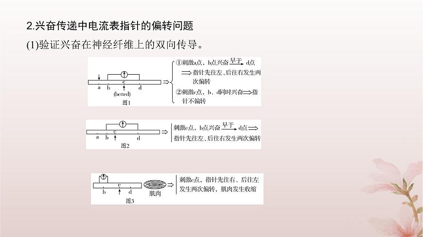 2024屆高考生物一輪總復(fù)習(xí)第八單元穩(wěn)態(tài)與調(diào)節(jié)微專題10神經(jīng)調(diào)節(jié)中興奮傳導(dǎo)與傳遞的實(shí)驗(yàn)探究課件第4頁(yè)