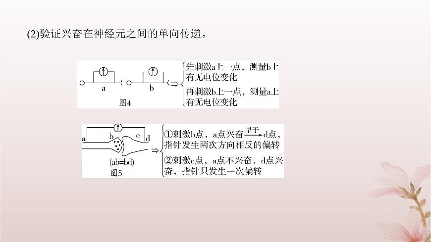 2024屆高考生物一輪總復(fù)習(xí)第八單元穩(wěn)態(tài)與調(diào)節(jié)微專題10神經(jīng)調(diào)節(jié)中興奮傳導(dǎo)與傳遞的實(shí)驗(yàn)探究課件第5頁(yè)