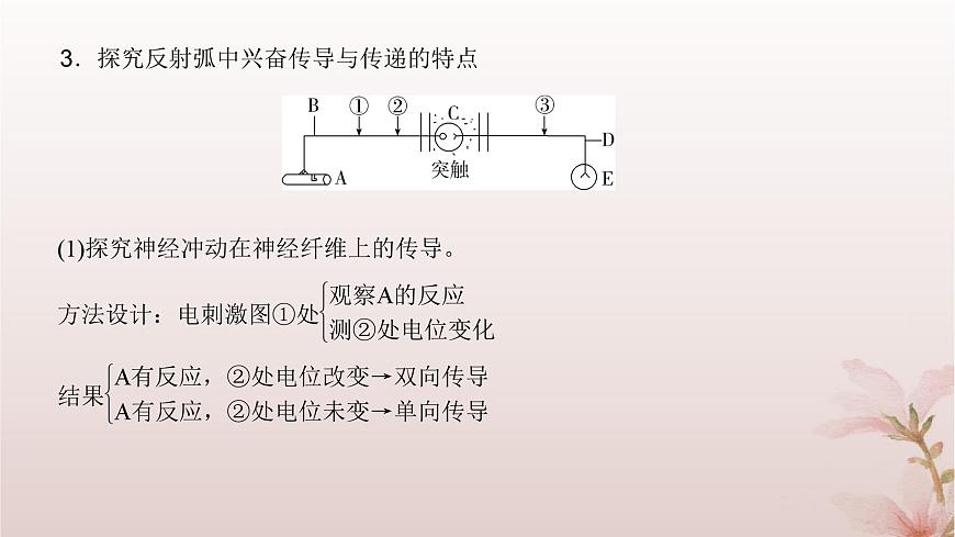 2024屆高考生物一輪總復(fù)習(xí)第八單元穩(wěn)態(tài)與調(diào)節(jié)微專題10神經(jīng)調(diào)節(jié)中興奮傳導(dǎo)與傳遞的實(shí)驗(yàn)探究課件第6頁(yè)