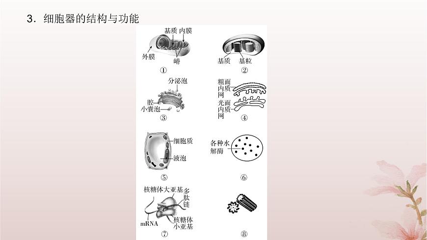 2024屆高考生物一輪總復(fù)習(xí)第二單元細胞的基本結(jié)構(gòu)與物質(zhì)運輸?shù)?講細胞器之間的分工合作課件第5頁