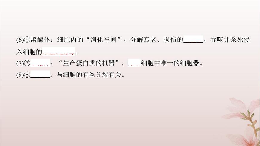 2024屆高考生物一輪總復(fù)習(xí)第二單元細胞的基本結(jié)構(gòu)與物質(zhì)運輸?shù)?講細胞器之間的分工合作課件第7頁