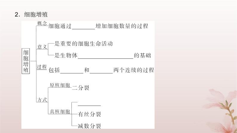 2024届高考生物一轮总复习第四单元细胞的生命历程第10讲细胞的增殖课件04