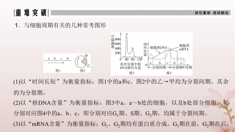 2024届高考生物一轮总复习第四单元细胞的生命历程第10讲细胞的增殖课件06