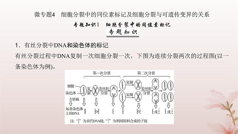 2024届高考生物一轮总复习第四单元细胞的生命历程微专题4细胞分裂中的同位素标记及细胞分裂与可遗传变异的关系课件第2页