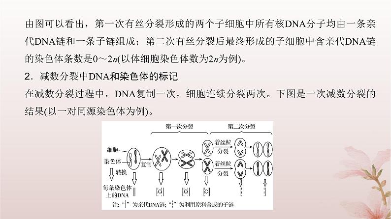 2024届高考生物一轮总复习第四单元细胞的生命历程微专题4细胞分裂中的同位素标记及细胞分裂与可遗传变异的关系课件第3页