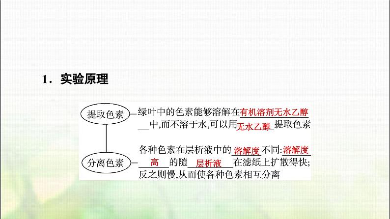 2024届人教版高考生物一轮复习光合作用(Ⅰ)课件第5页