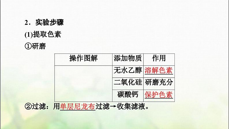 2024届人教版高考生物一轮复习光合作用(Ⅰ)课件第6页