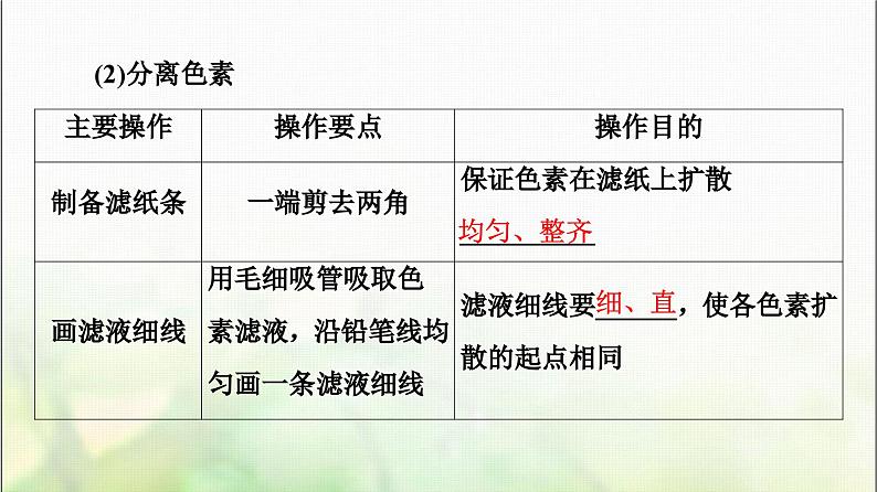2024届人教版高考生物一轮复习光合作用(Ⅰ)课件第7页