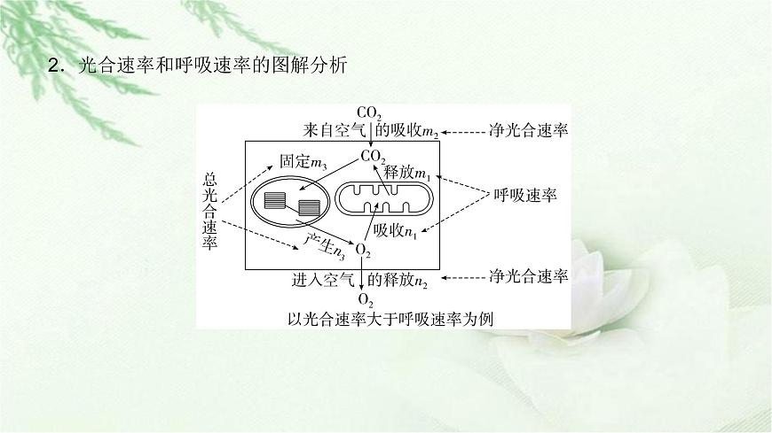 人教版2024屆高考生物一輪復(fù)習(xí)微專題3光合速率和呼吸速率及測定方法教學(xué)課件第4頁
