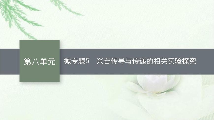 人教版2024屆高考生物一輪復(fù)習(xí)微專題5興奮傳導(dǎo)與傳遞的相關(guān)實驗探究教學(xué)課件第1頁