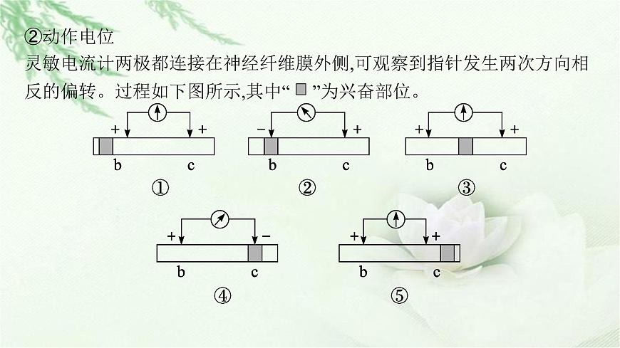 人教版2024屆高考生物一輪復(fù)習(xí)微專題5興奮傳導(dǎo)與傳遞的相關(guān)實驗探究教學(xué)課件第4頁