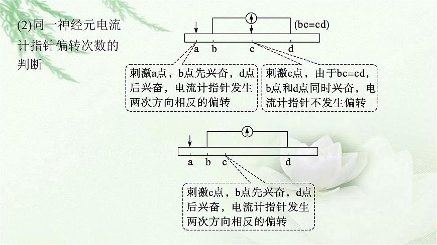 人教版2024屆高考生物一輪復(fù)習(xí)微專題5興奮傳導(dǎo)與傳遞的相關(guān)實驗探究教學(xué)課件第5頁