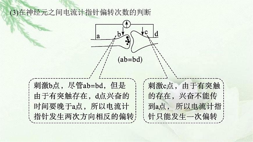 人教版2024屆高考生物一輪復(fù)習(xí)微專題5興奮傳導(dǎo)與傳遞的相關(guān)實驗探究教學(xué)課件第6頁