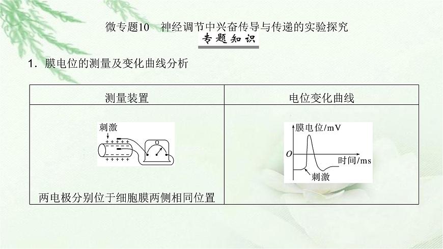 人教版2024屆高考生物一輪復(fù)習(xí)微專(zhuān)題10神經(jīng)調(diào)節(jié)中興奮傳導(dǎo)與傳遞的實(shí)驗(yàn)探究教學(xué)課件第2頁(yè)
