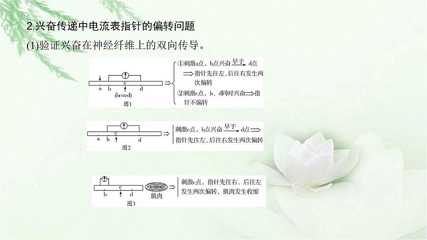 人教版2024屆高考生物一輪復(fù)習(xí)微專(zhuān)題10神經(jīng)調(diào)節(jié)中興奮傳導(dǎo)與傳遞的實(shí)驗(yàn)探究教學(xué)課件第4頁(yè)