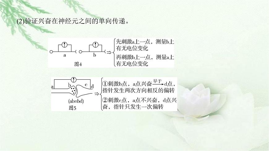 人教版2024屆高考生物一輪復(fù)習(xí)微專(zhuān)題10神經(jīng)調(diào)節(jié)中興奮傳導(dǎo)與傳遞的實(shí)驗(yàn)探究教學(xué)課件第5頁(yè)