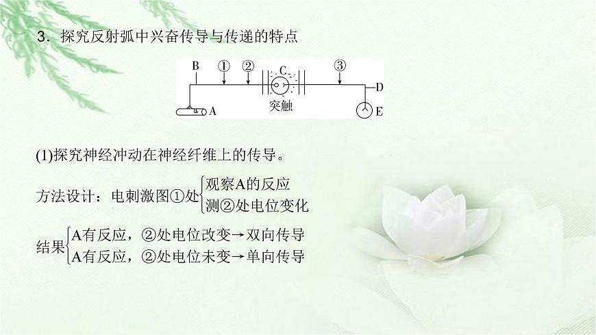 人教版2024屆高考生物一輪復(fù)習(xí)微專(zhuān)題10神經(jīng)調(diào)節(jié)中興奮傳導(dǎo)與傳遞的實(shí)驗(yàn)探究教學(xué)課件第6頁(yè)