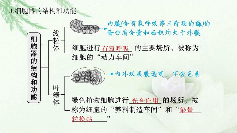人教版2024届高考生物一轮复习细胞器和生物膜系统教学课件第6页