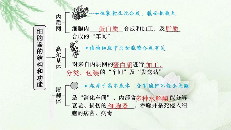 人教版2024届高考生物一轮复习细胞器和生物膜系统教学课件第7页