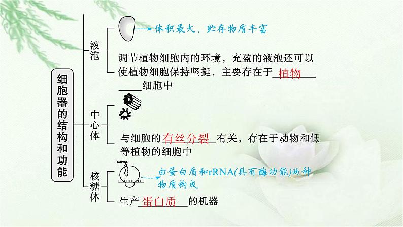 人教版2024届高考生物一轮复习细胞器和生物膜系统教学课件第8页