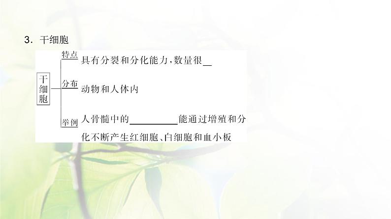 人教版2024届高考生物一轮复习细胞的分化、衰老和死亡教学课件第6页