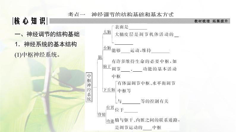 人教版2024届高考生物一轮复习神经调节教学课件 (3)第3页