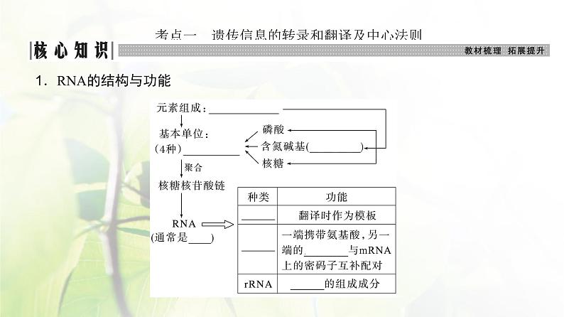 人教版2024届高考生物一轮复习基因的表达教学课件第3页