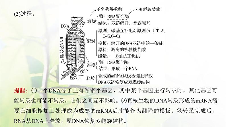 人教版2024届高考生物一轮复习基因的表达教学课件第5页