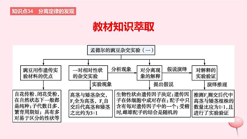 2024版高考生物一轮复习教材基础练第五章遗传的基本规律第1节基因的分离定律教学课件02