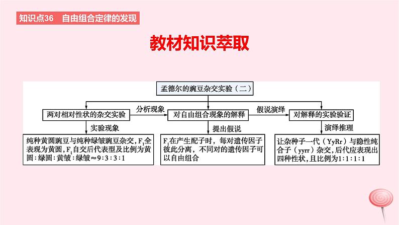 2024版高考生物一轮复习教材基础练第五章遗传的基本规律第2节基因的自由组合定律教学课件02